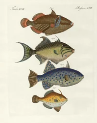 Ausländische Fische