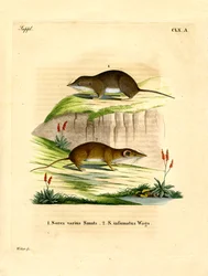 Waldspitzmaus