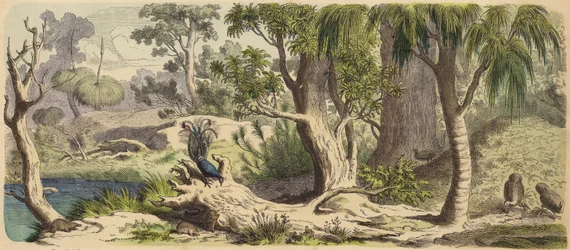 Wald in New Holland (Australien)