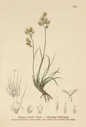Vierblättriger Schwingel (Festuca pumila, Festuca quadriflora)