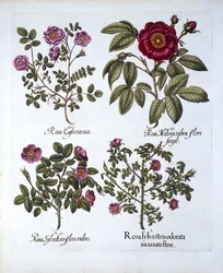 Vier Sorten Hundsrose, aus Hortus Eystettensis, von Basil Besler, 1613
