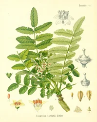 Weihrauch, Illustration aus Koehlers Heilpflanzen, veröffentlicht 1887