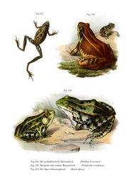 Freycinets Laubfrosch