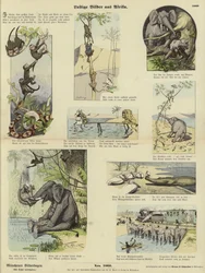 Lustige Bilder aus Afrika