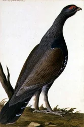 Wildvogel, ca. 1740