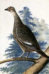 Wildvogel, ca. 1740