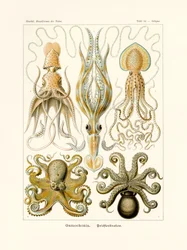 Gamochonia, 1899-1904