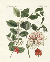 Deutsche Holzarten (Farbstich)