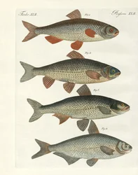 Deutsche Flussfische