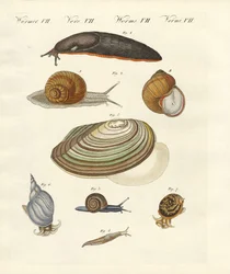 Deutsche Schnecken