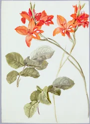 Gladiolen und Rosenblätter, ca. 1790