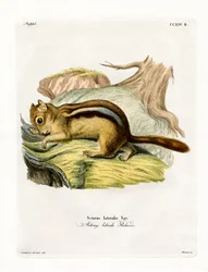 Goldmantel-Hörnchen