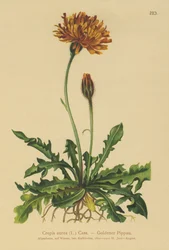 Goldenes Greiskraut