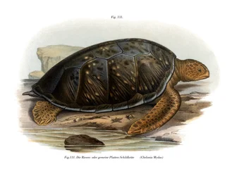 Grüne Meeresschildkröte