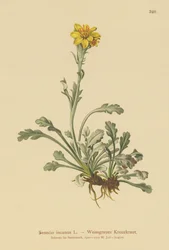 Graues Greiskraut