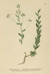 Graues Hungerblümchen