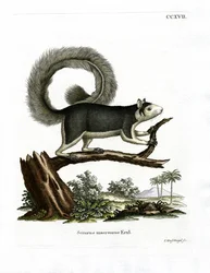 Graues Rieseneichhörnchen