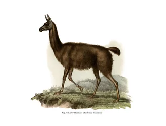 Guanako