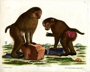 Guinea-Pavian