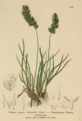 Haarschmuckgras