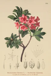 Behaarte Alpenrose