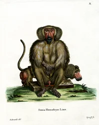 Mantelpavian