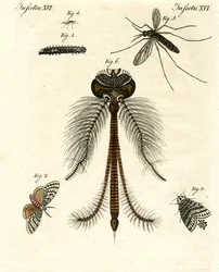 Schädliche Insekten