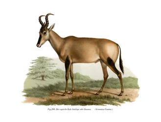 Hartebeest, 1860