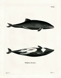 Haviside-Delfin