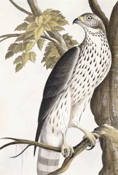 Falke, 1750-1800