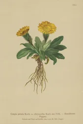 Greiskraut