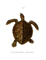 Echte Karettschildkröte