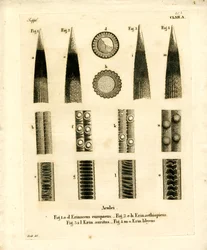 Igelstacheln