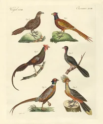 Hühnervögel
