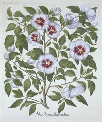 Hibiscus syriacus, aus Hortus Eystettensis, von Basil Besler (1561-1629), veröffentlicht 1613