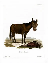 Maulesel