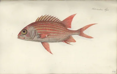 Holocentrus ascensionis, vor 1790