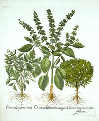 Heiliges Basilikum und zwei weitere Basilikumsorten, aus "Hortus Eystettensis" von Basil Besler