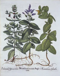 Rossminze und Grüne Minze, aus Hortus Eystettensis, von Basil Besler (1561-1629), veröffentlicht 1613