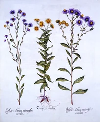 Berufkraut und Europäische Herbstastern, aus Hortus Eystettensis, von Basil Besler, 1613