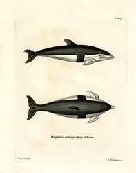 Stundenglasdelfin