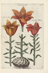 Illustration aus "Florilegium ... tractans de variis floribus et aliis indicis plantis as vivum delineatum in duabus partis et quatuor linguis concinnatum" von Emanuel Sweert, 1612-14