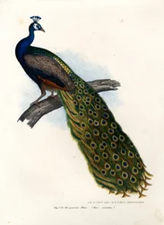 Indischer Blauer Pfau, 1864