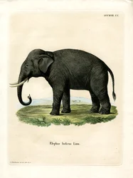 Indischer Elefant