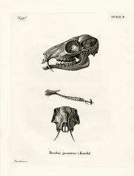 Java-Maus-Hirsch