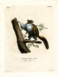 Javanisches Flughörnchen