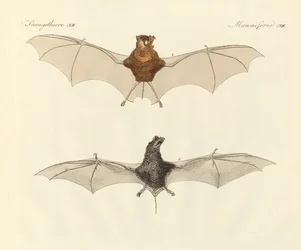 Javanische Fledermäuse