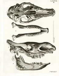 Kieferknochen