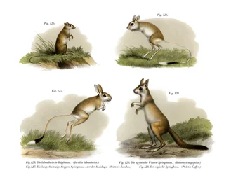 Springmaus