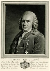 Karl von Linné